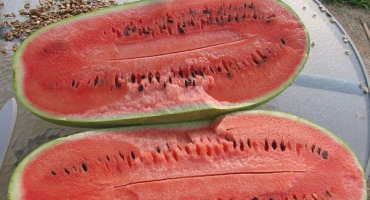 Popis odrůdy charleston šedého melounu poblíž moskvy, vlastnosti pěstování a péče